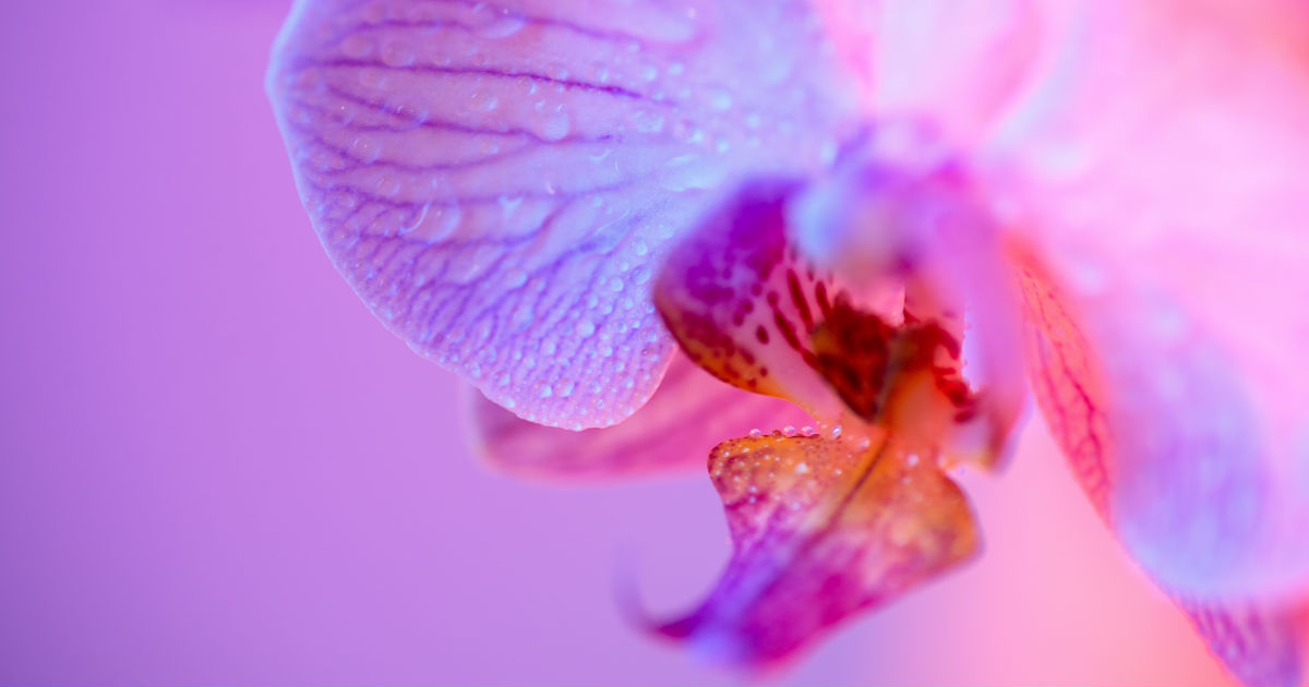 Immagine di copertina dell'articolo "Come aumentare la fertilità femminile e preservarla": nell'immagine un'orchidea