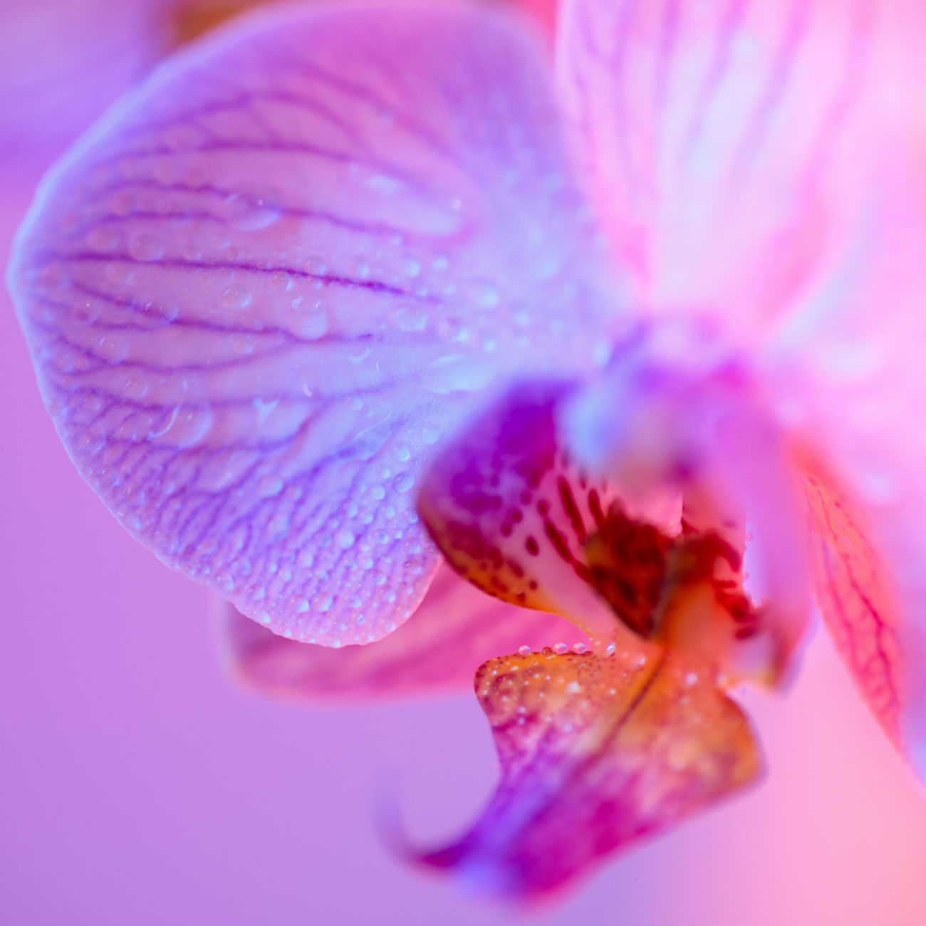 Immagine di copertina dell'articolo "Come aumentare la fertilità femminile e preservarla": nell'immagine un'orchidea