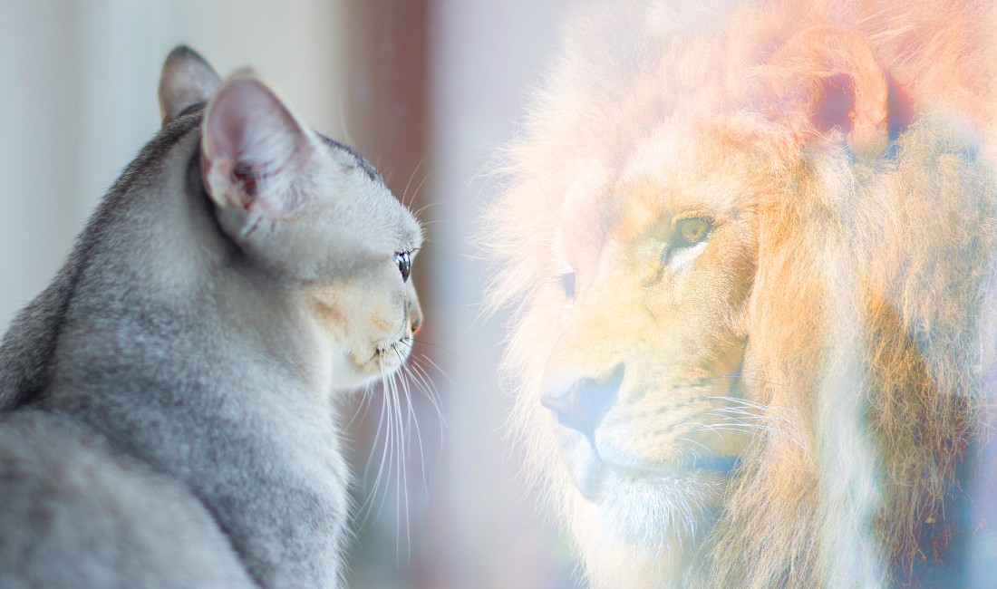 Come aumentare l'autostima: gatto si guarda allo specchio e si vede un leone